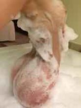 Проститутка Диана - Балаково